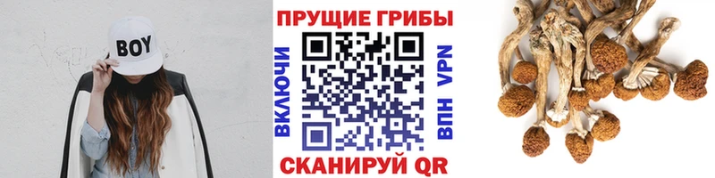 Галлюциногенные грибы Cubensis  Кологрив 